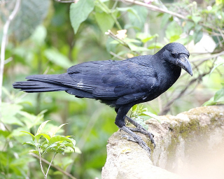 Illustration for article titled How did crows develop a social safety net?